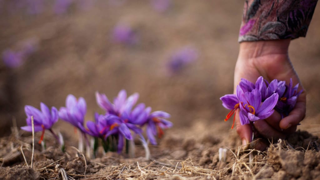 thu hoạch nhụy hoa nghệ tây saffron