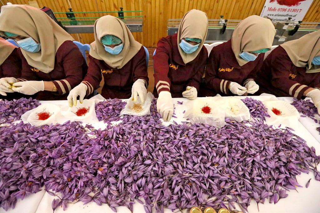 Sản xuất Saffron Iran